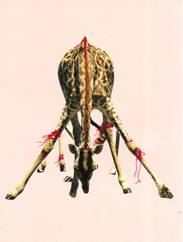 Eva Kot'átková, series The heart of a giraffe in captivity is twelve kilos lighter, collage, 2024